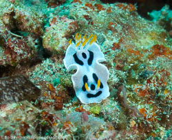 BD-080405-Bunaken-4051287-Chromodoris-dianae.-Gosliner---Behrens.-1998-[Diana's-chromodoris].jpg